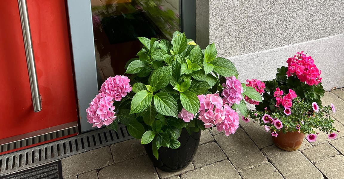 Eingangsbereich zur Tagespflege, mit einer roten Haustüre und rosafarbenen Hortensien in einem schwarzen Topf Blumentopf auf dem Boden